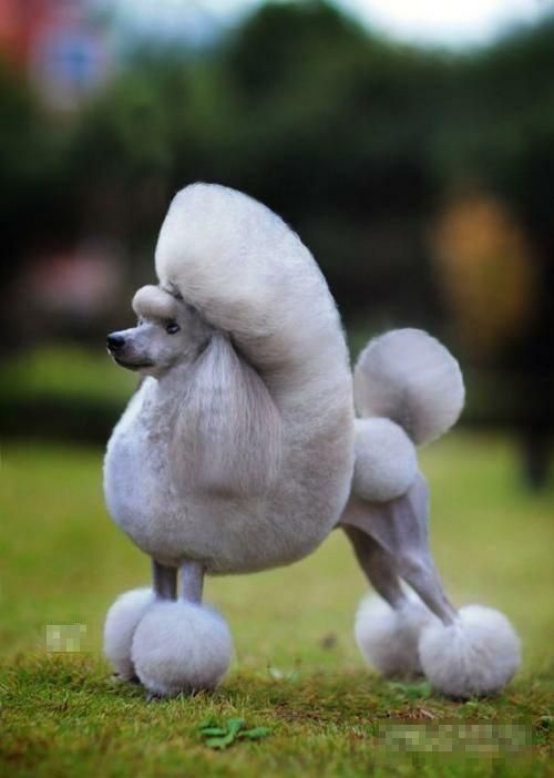 四季贵宾犬的这写训练指令你知道吗