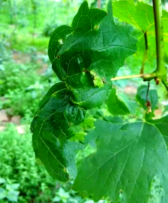 葡萄黑痘病全面防治策略,保障葡萄健康生长