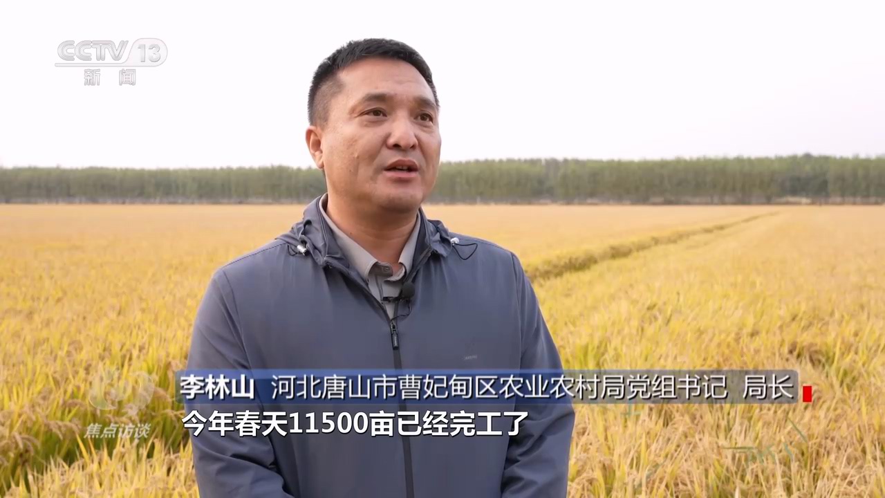 焦点访谈:盐碱地里稻谷香