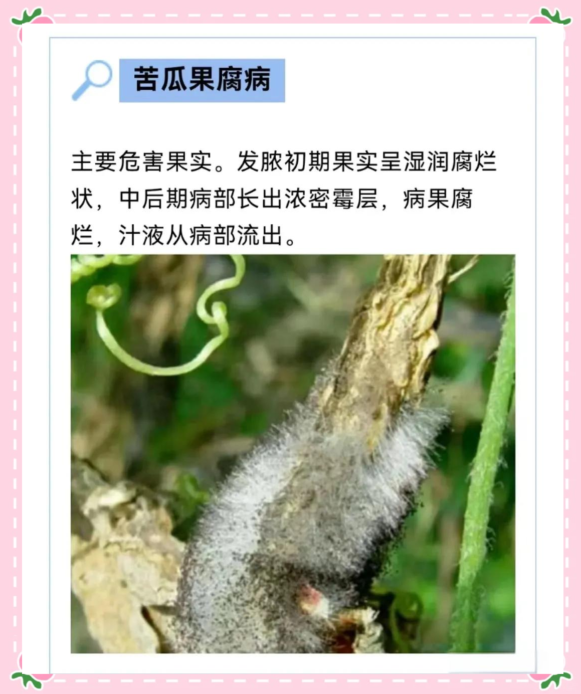 苦瓜多种病害高清图谱及介绍