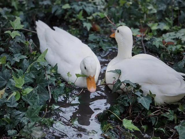 鸭子喜欢吃什么?
