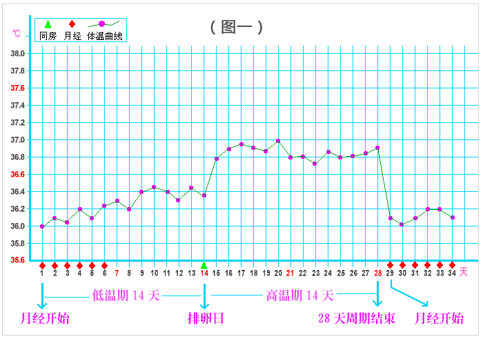 基础体温测排卵曲线图图片