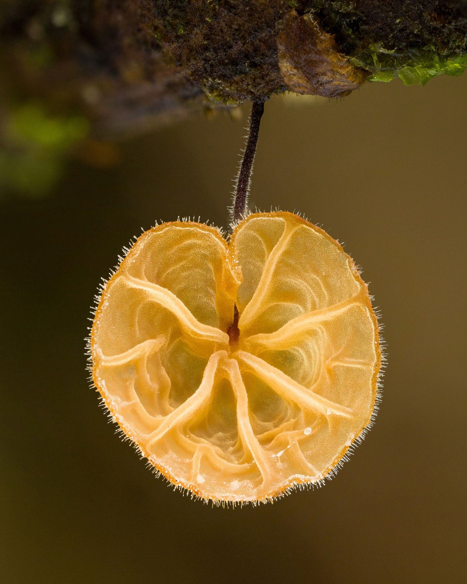 神奇的真菌世界,少有人涉足的领域