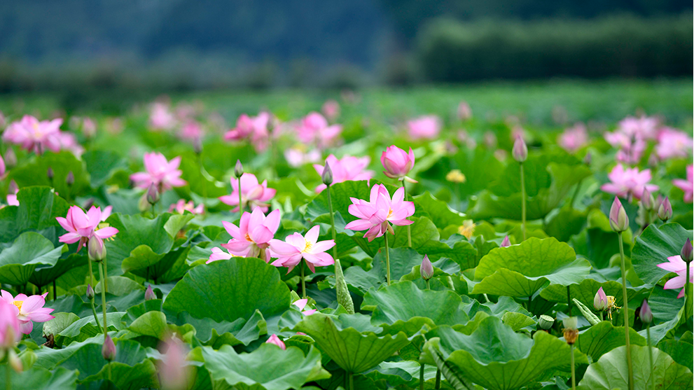 贵州安龙招堤荷花盛放,每一帧接天莲叶都是清凉