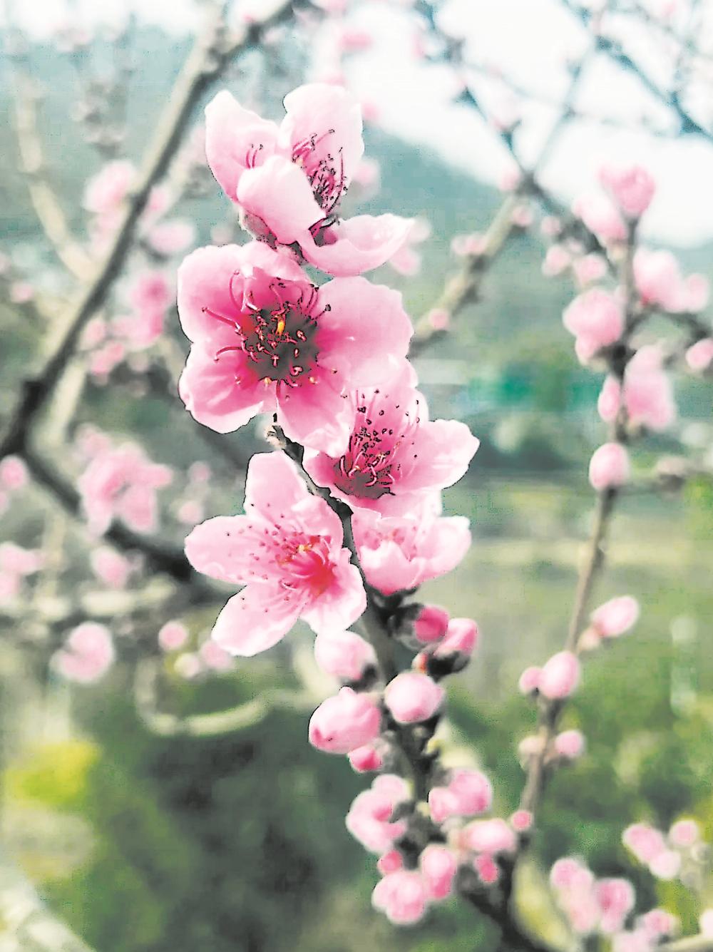 龙泉山桃花开了