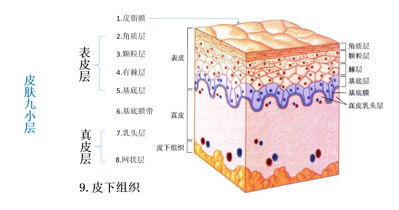 脸部皮肤组织结构图图片