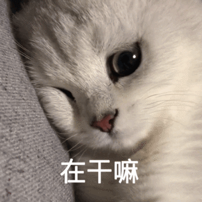 猫咪之间有真友谊吗?