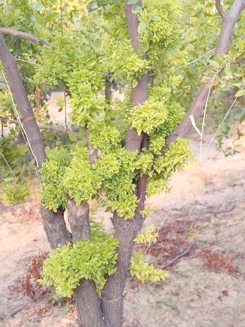 枣疯病防治全攻略:从症状识别到有效策略