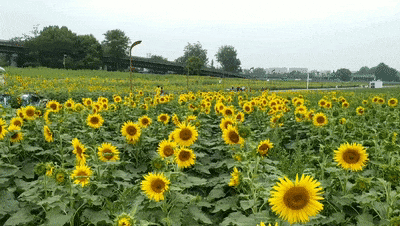 又出太阳了!成都这片花海,超美!