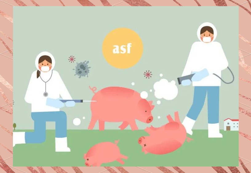 非洲猪瘟的症状与传播途径详解