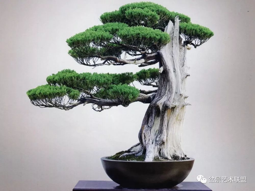 浅谈日本舍利干盆景