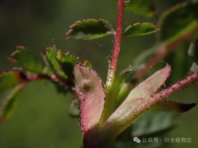 长白蔷薇,小猴脸一个,古灵精怪的