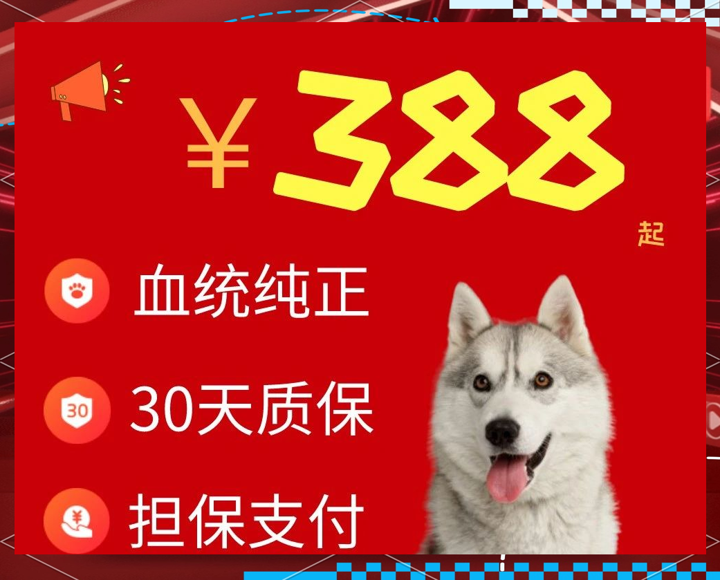 纯种哈士奇成犬多少钱一只