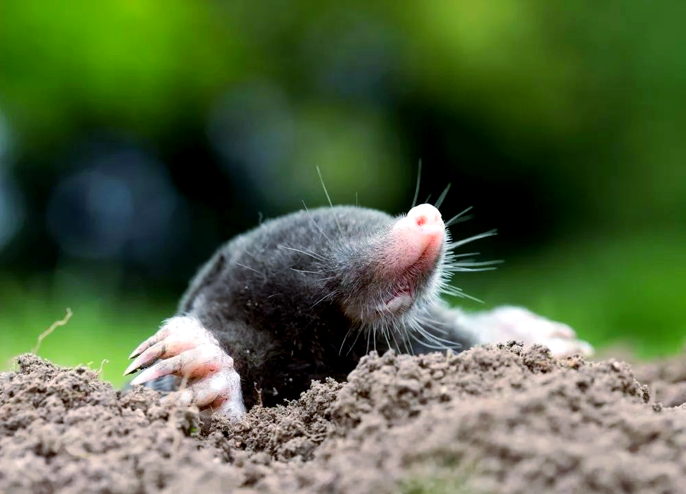 鼹鼠:多样身份的哺乳动物,从地球到火星的探索者