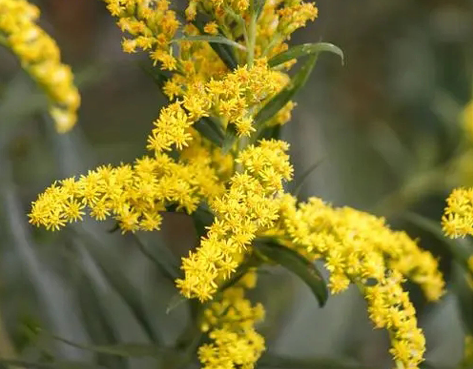 "加拿大一枝黄花"的识别与防治