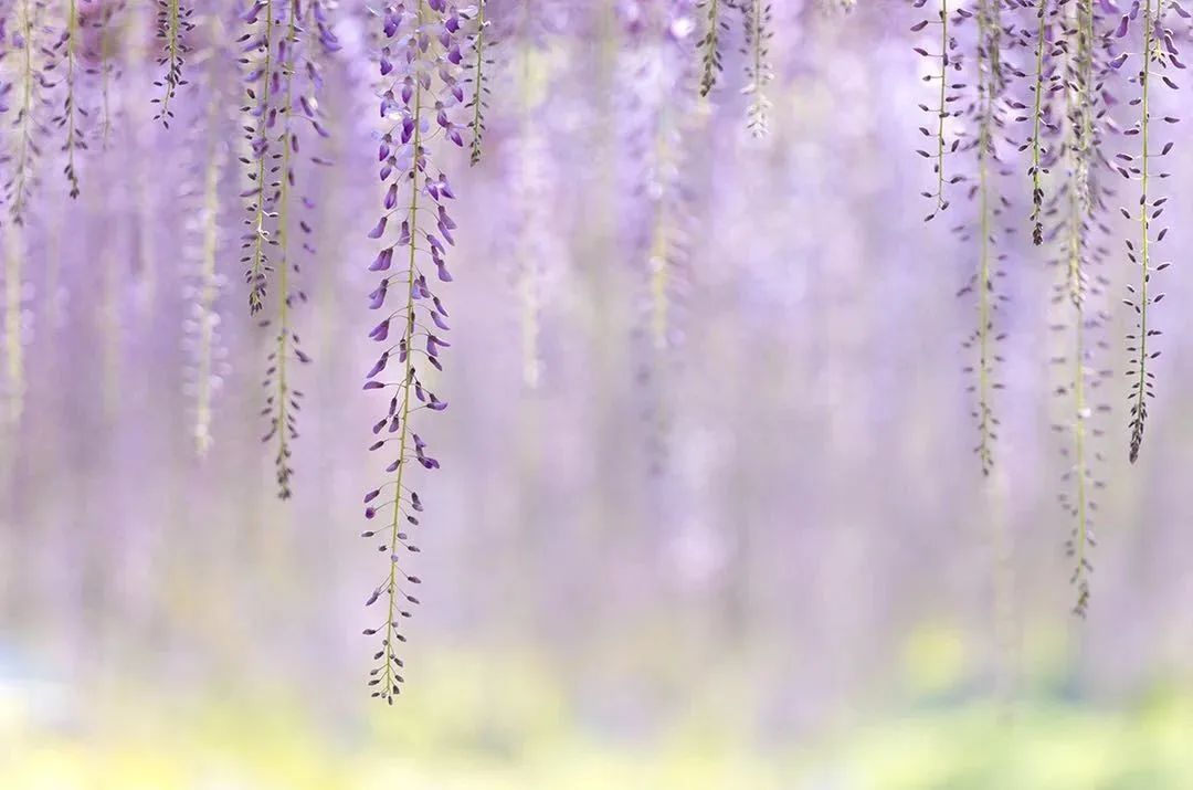 嘉定紫藤园即将开放预约!错过又要等一年