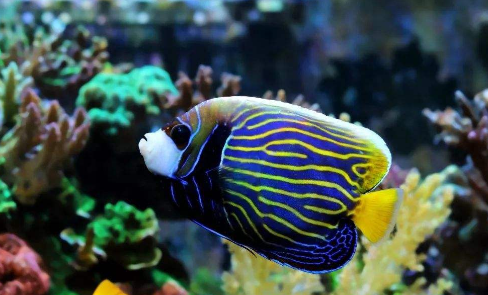 几种漂亮的鱼,你认识几种