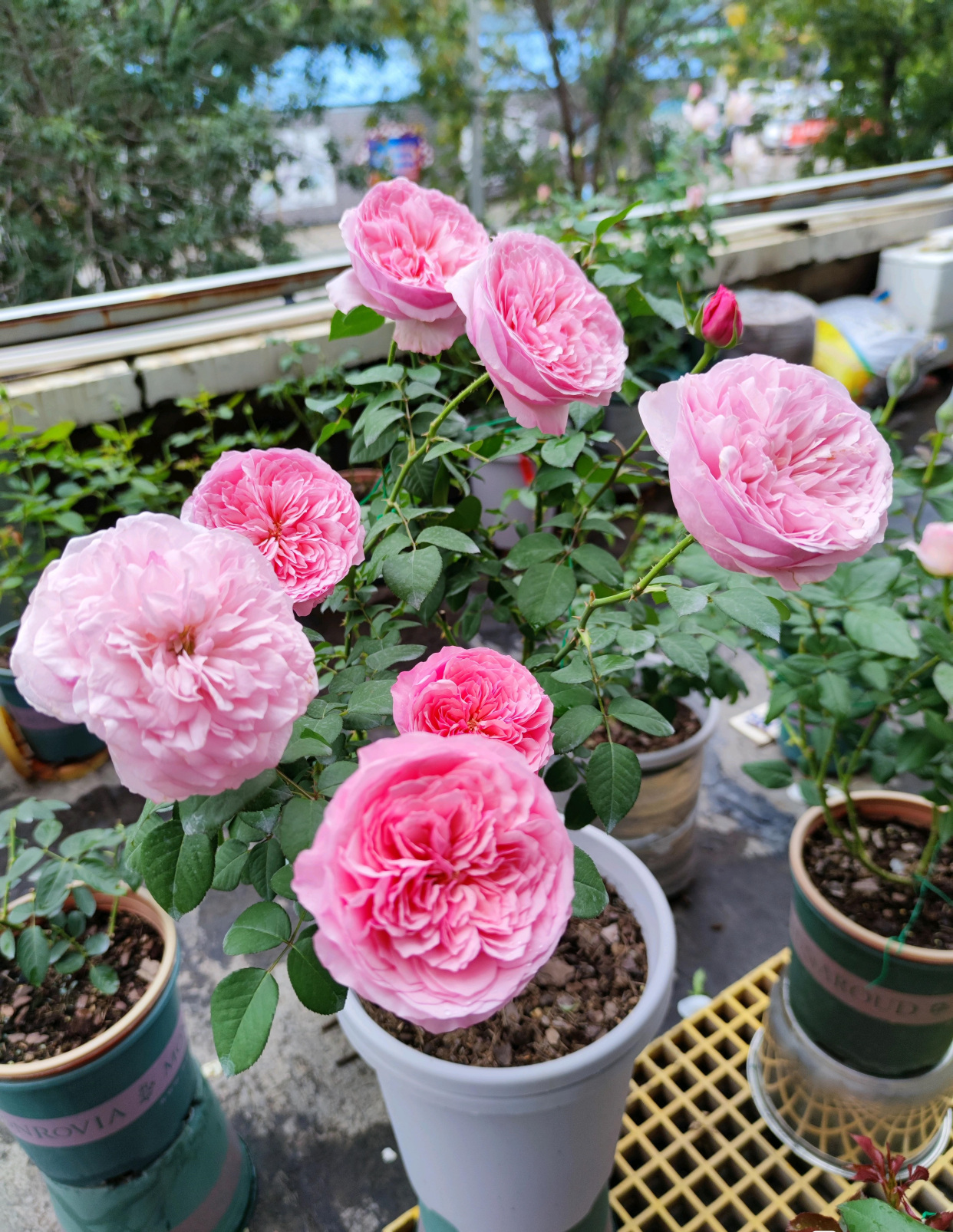 月季花界的"仙女"—凯丽,又美又仙,清香四溢,阳台盆栽也可以