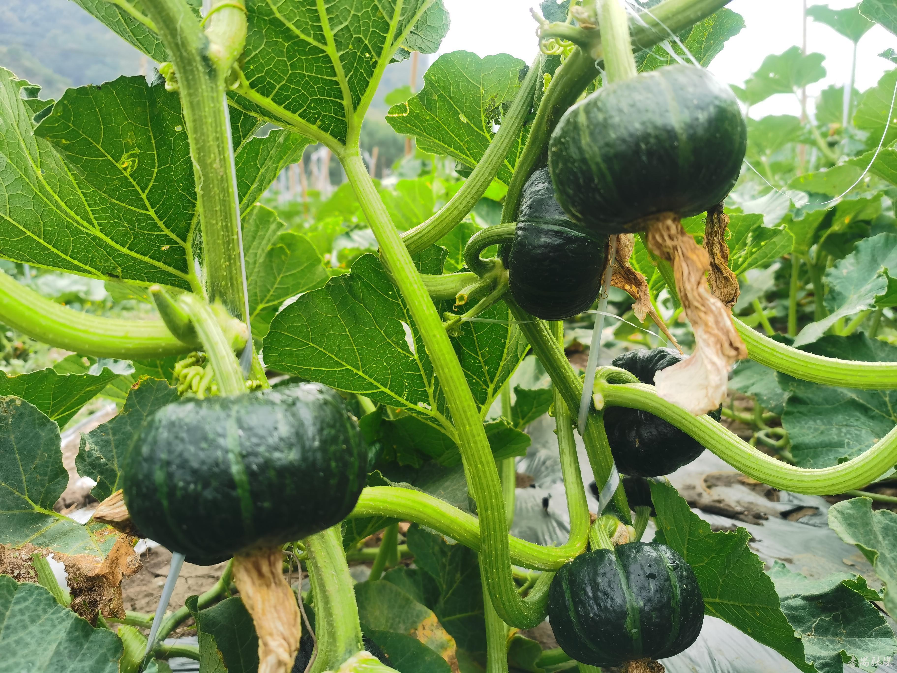 贝贝南瓜成为村民的"致富瓜"!