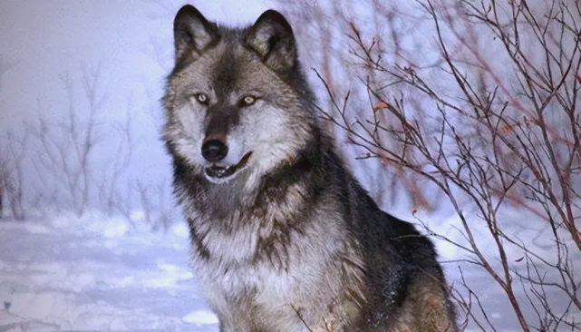 北美灰狼的体型与战斗力,挑战大型猫科动物