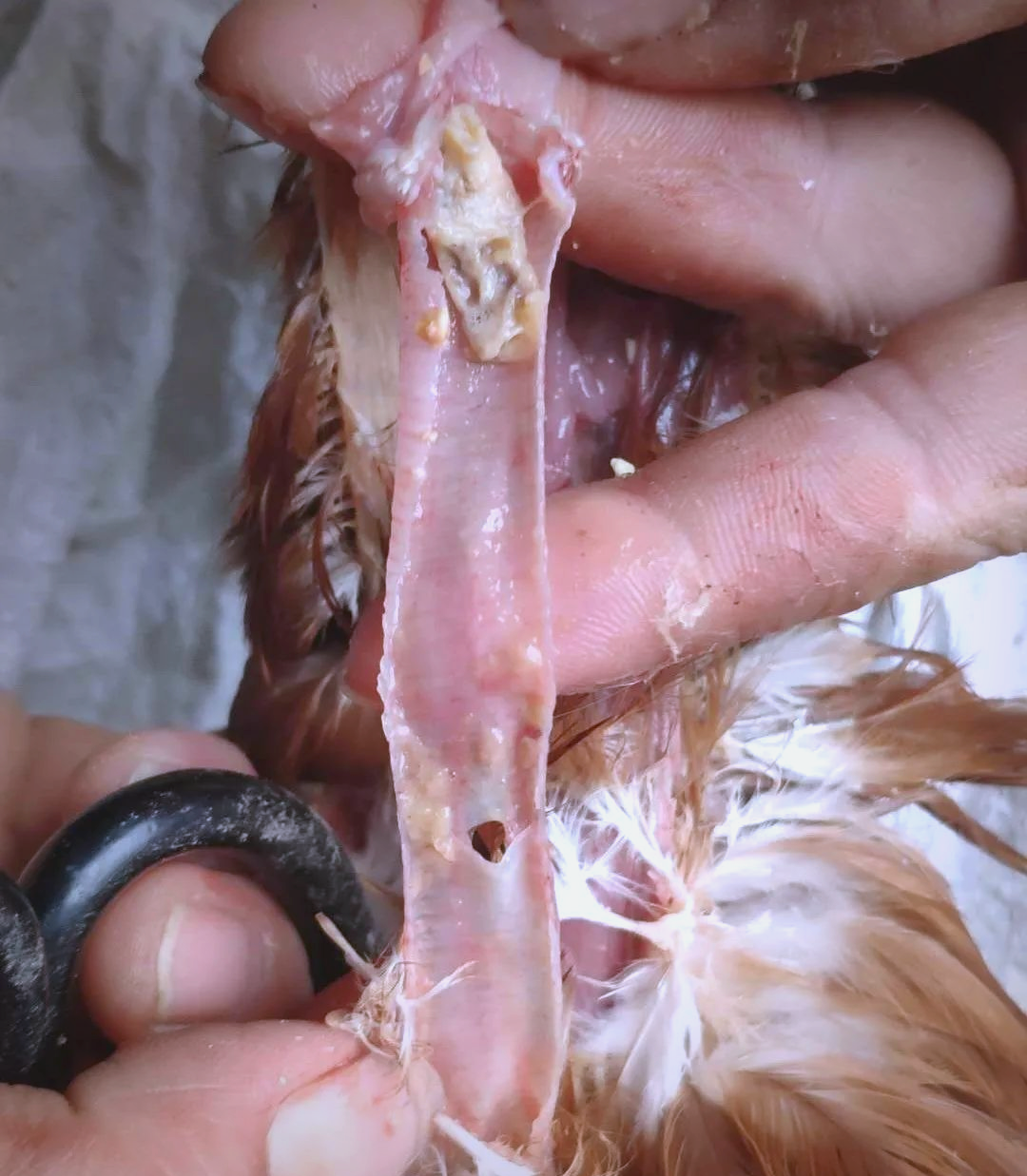 鸡传染性喉气管炎的症状与防治方法详解