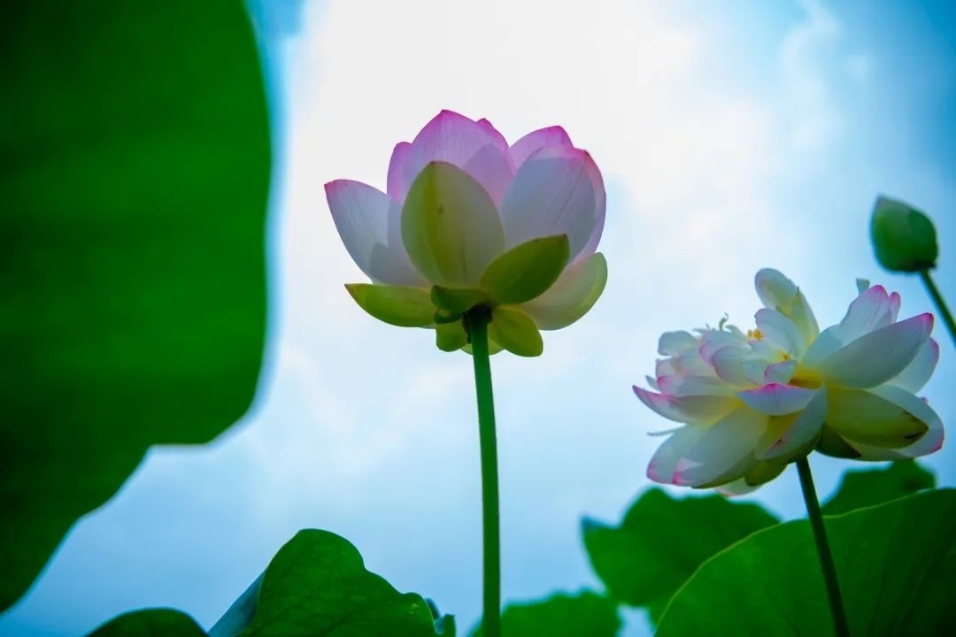 与荷花"藕遇",金山这里迎来了盛花期!请收下今夏第一波荷花美图