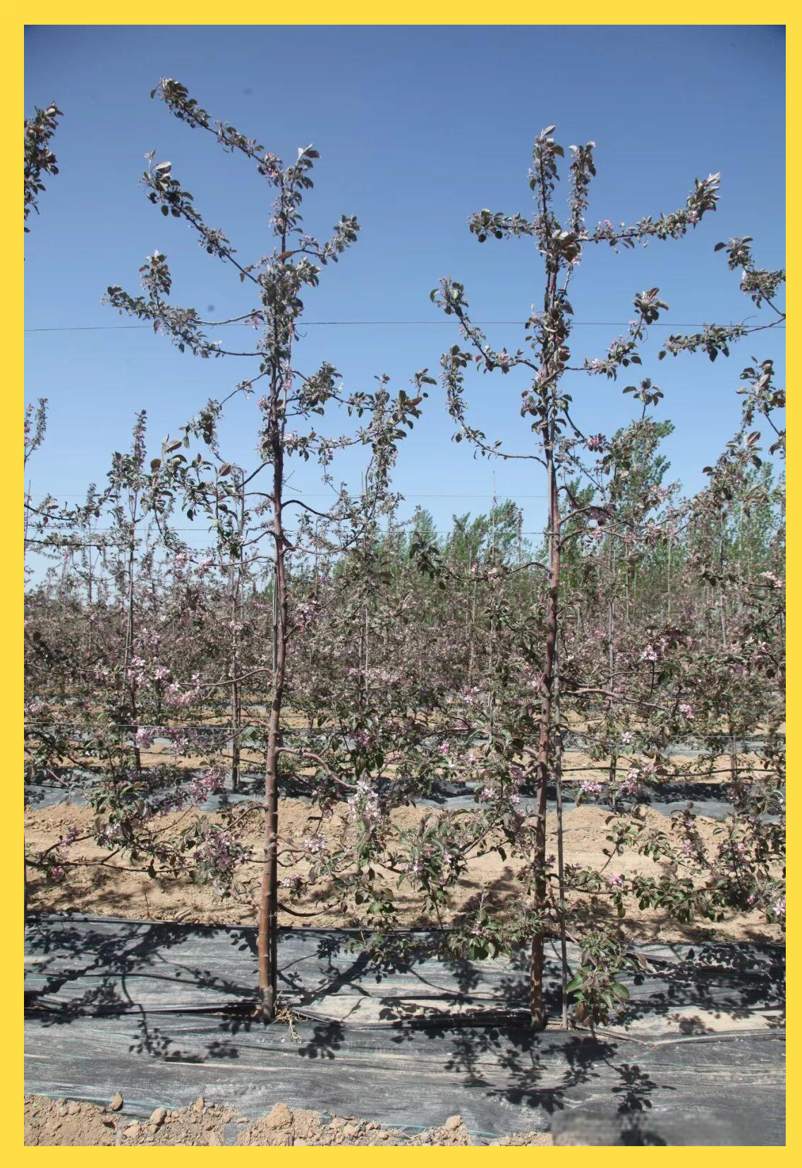 现代矮砧苹果树形培养及高纺缍形优点解析