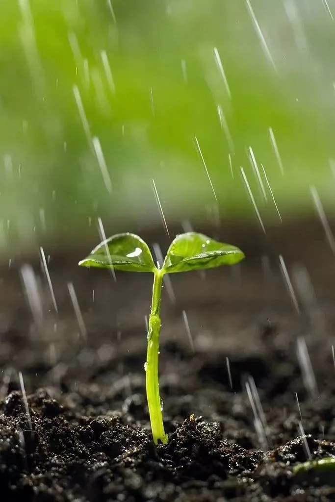 春雨绵绵 滋润大地