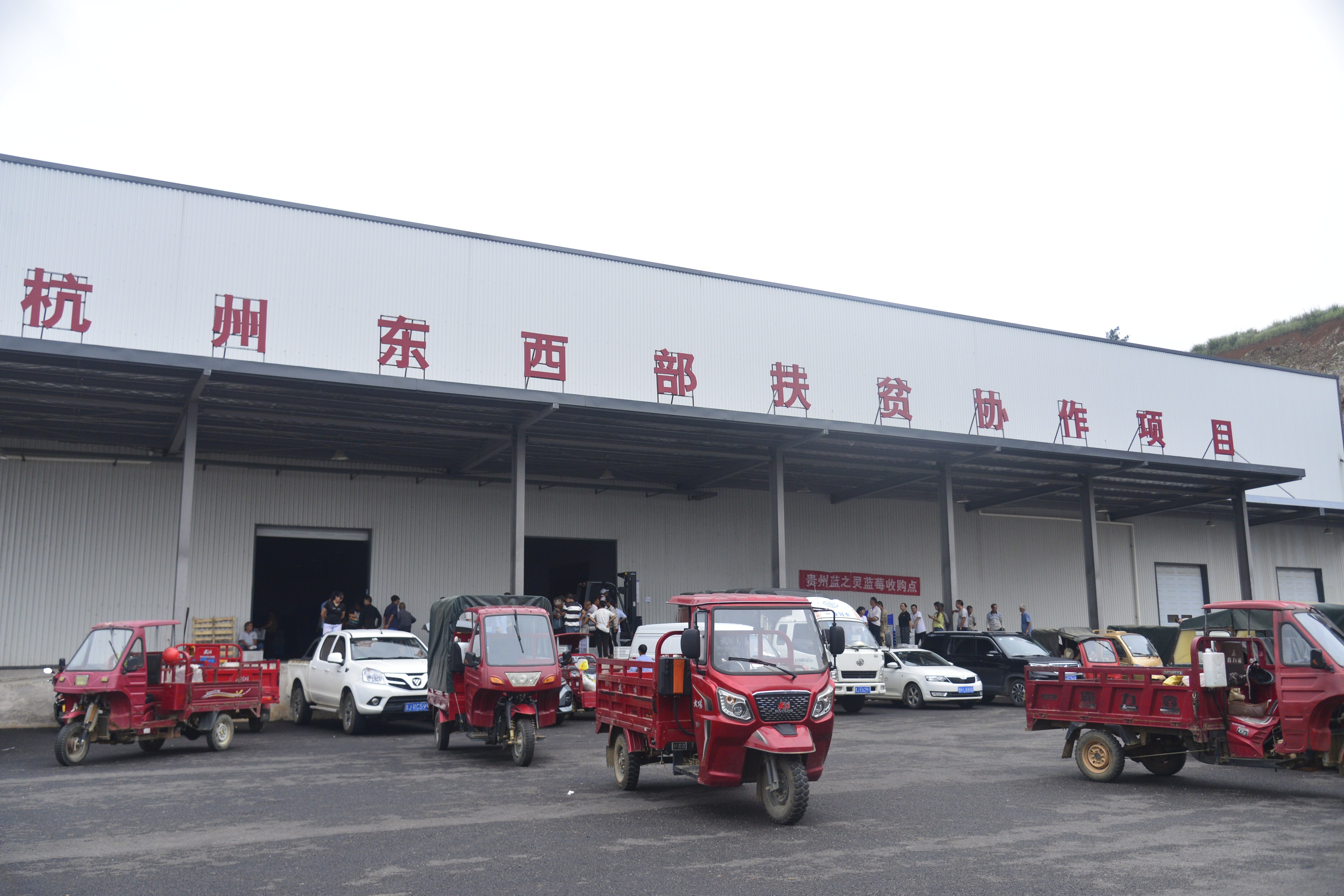 麻江县宣威镇:水果皇后"蓝莓" 丰收 果农卖果忙