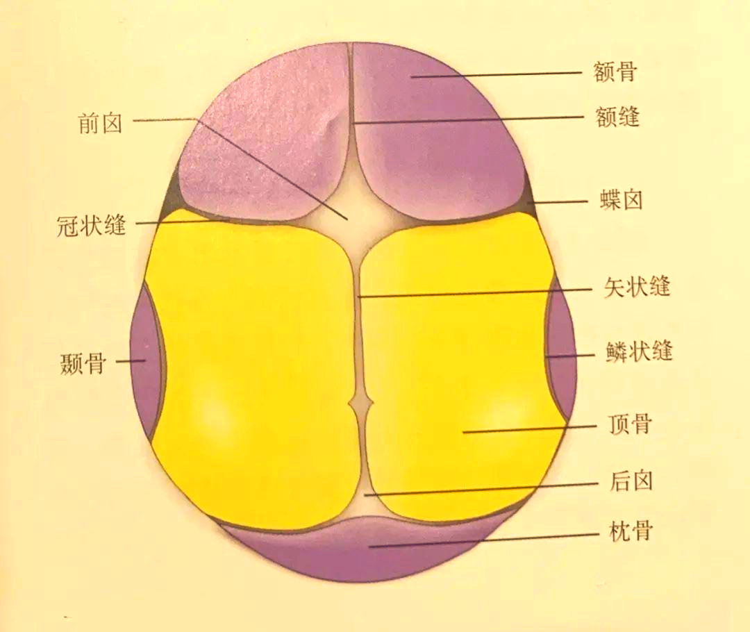 胎儿颅缝早闭的表现与影响:临床观察与诊断