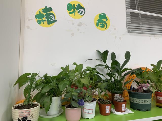 小角落 大世界—惠济区江山路第一小学班级植物角展评活动特辑