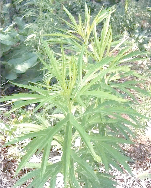 蒌蒿是什么植物,蒌蒿是什么植物有什么作用和功效