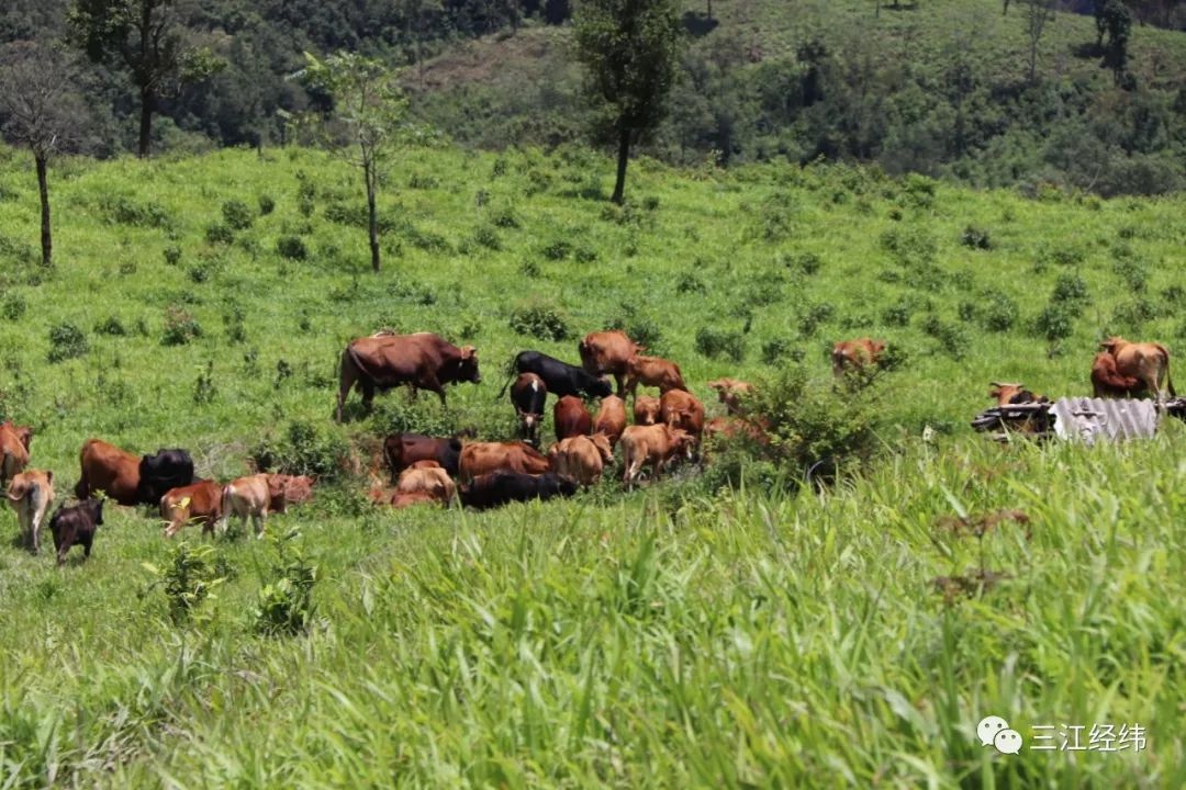 云南江城县勐烈镇大寨村:立足特色优势 加快建设边境小康村