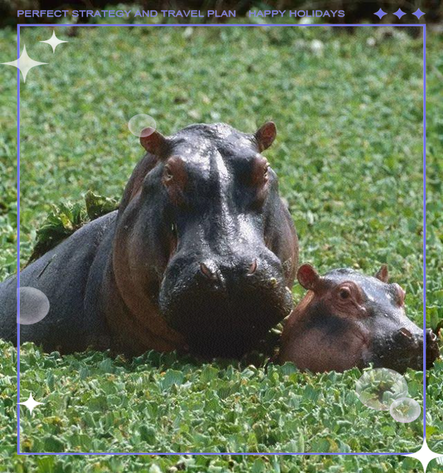 河马:淡水环境中的大型杂食性哺乳动物