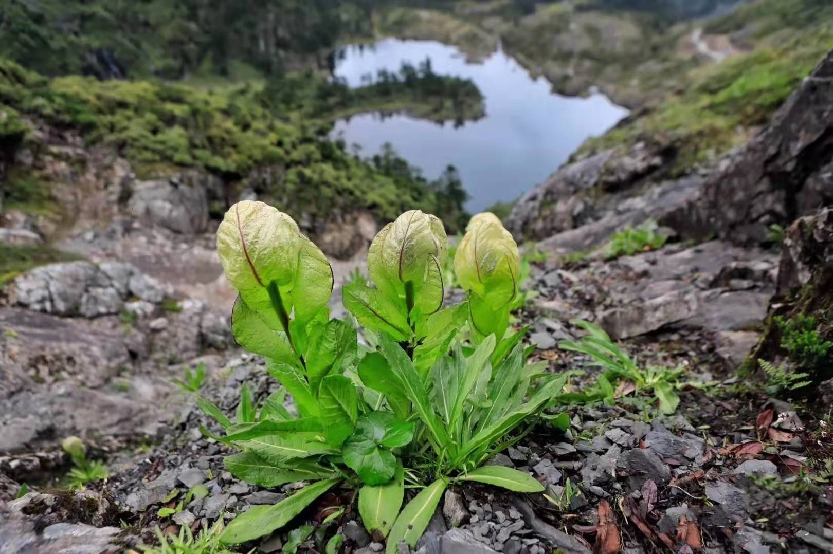 开花很美的5种高山植物,只能看不能碰