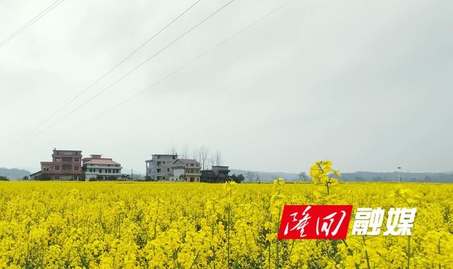 南岳庙镇:油菜花海引人入胜