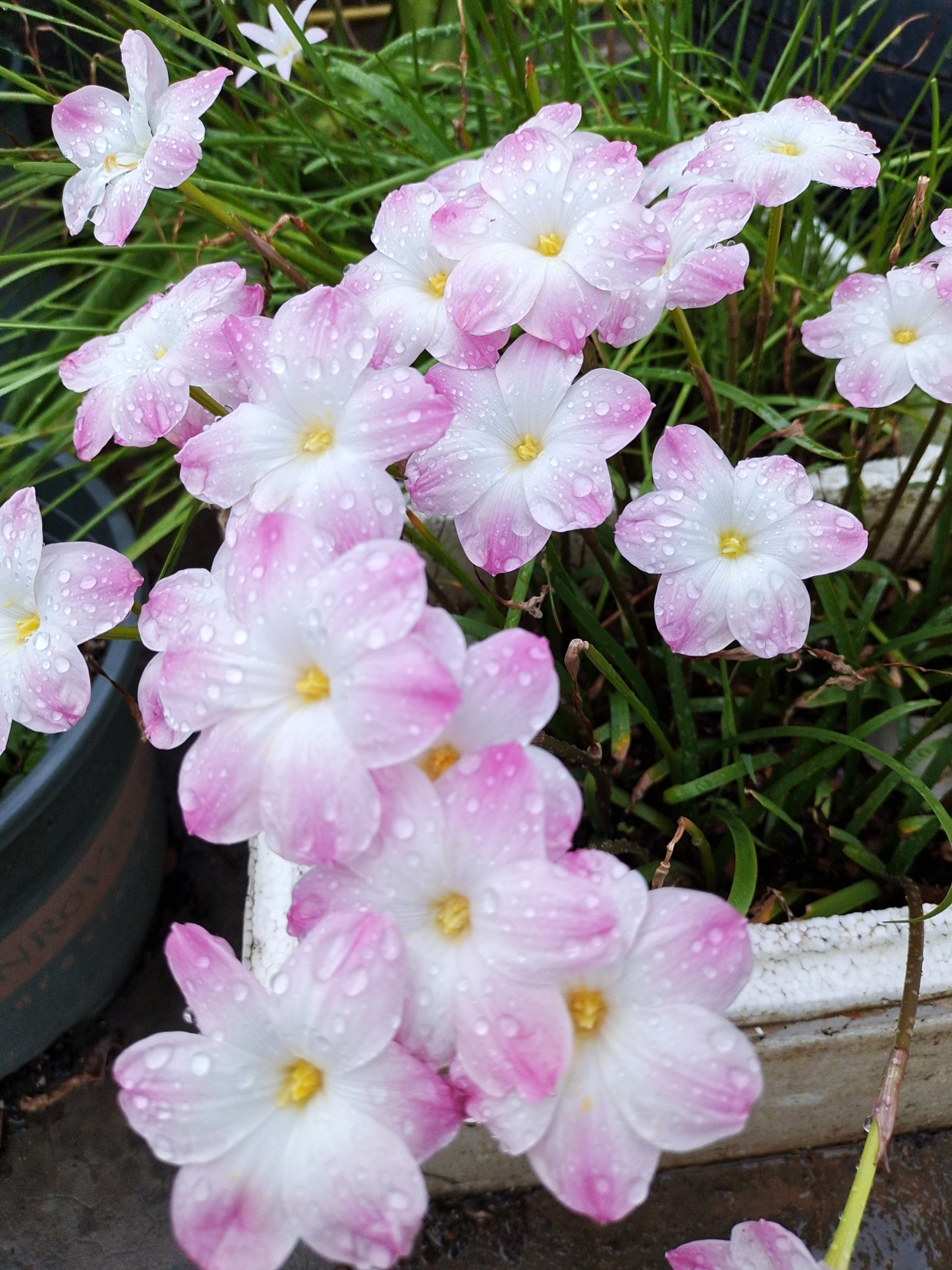 网红盆栽—胖丽丽,美丽又可爱,丰花勤花,养护简单,很值得拥有