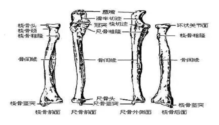 与肱骨滑车相关节的是