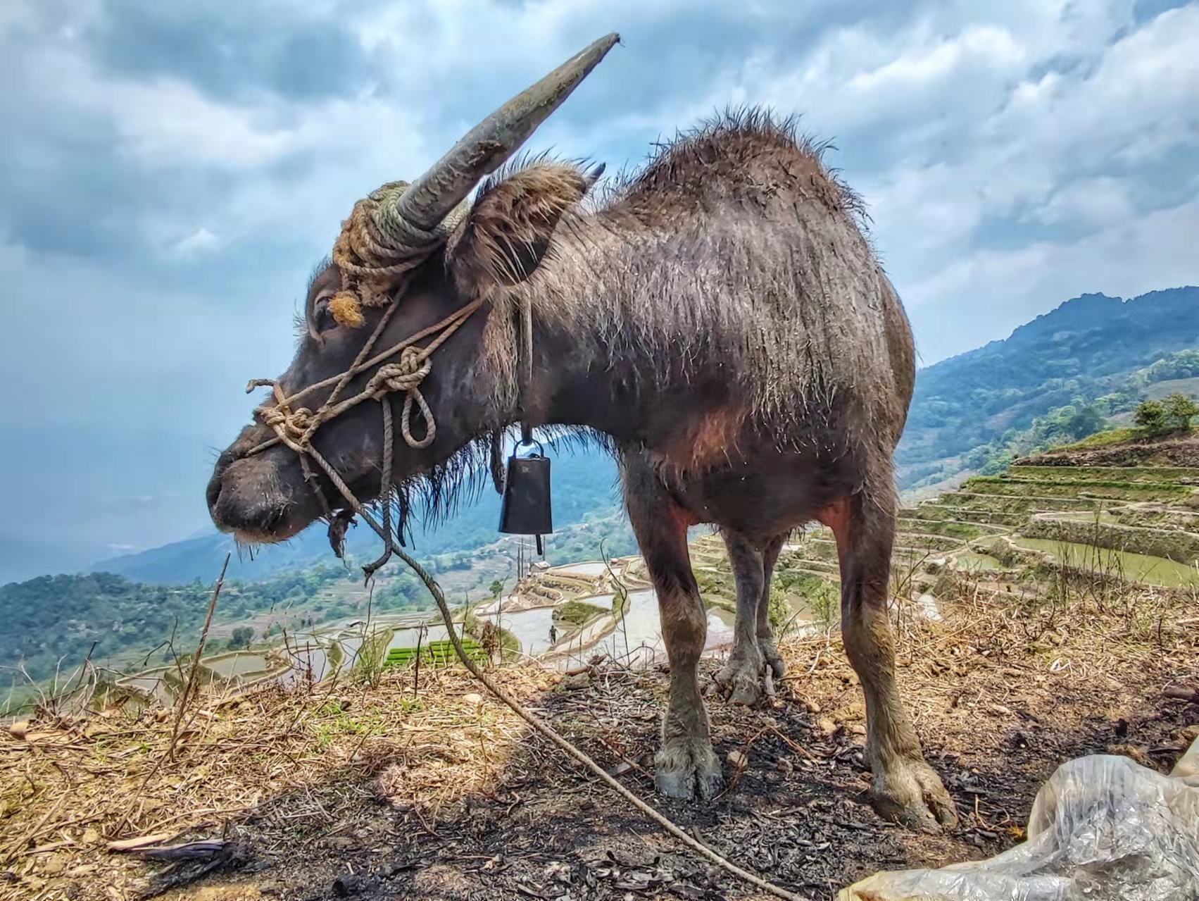 云南哈尼山寨春耕景象:驱牛犁田的哈尼汉子