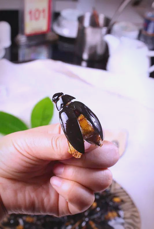 探秘盖盖虫:一种多功能的益虫新原料