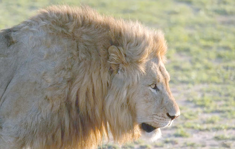 白狮:非洲狮的稀有变种,探寻其独特生活与繁育