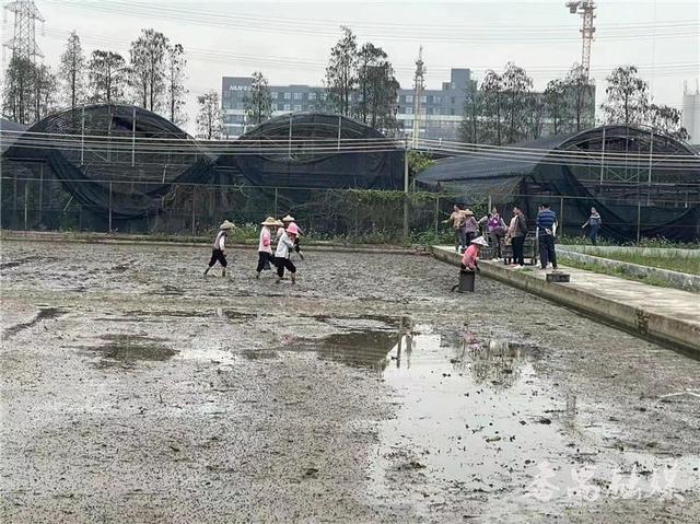 番禺"高端丝苗香稻 禾虫"绿色生态高效种养模式示范基地投苗