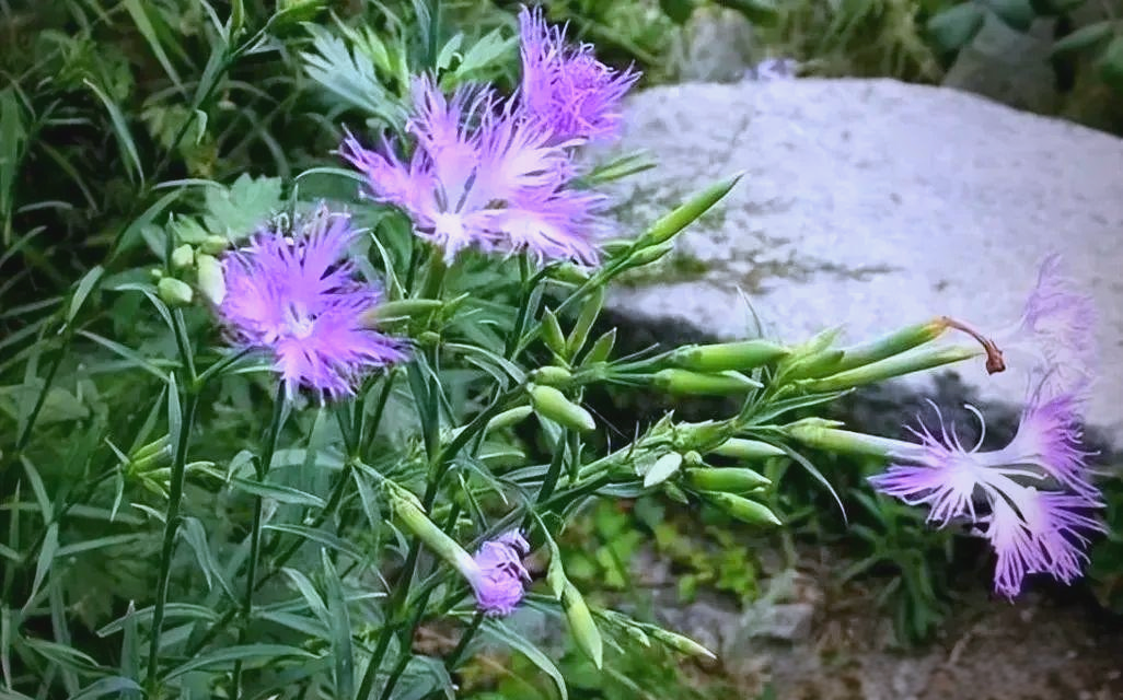瞿麦:一种路边常见的小花,蕴含治疗多种疾病的潜力