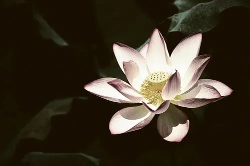 净土莲花片片,佛性本在心间