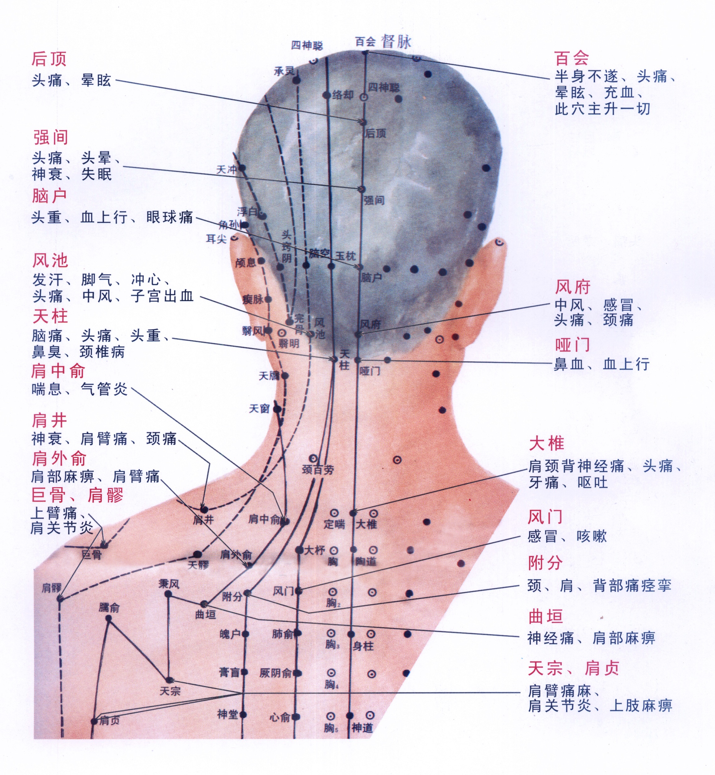 头颈部各部位名称图图片