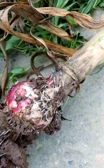 春季地蛆高发期,如何防治大蒜韭菜根部害虫