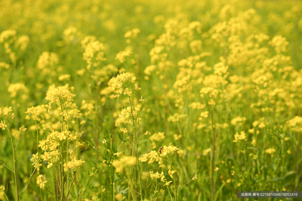 油菜花照片图片大全图片