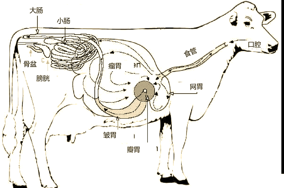 畜牧微课堂:牛营养生理知识全解析