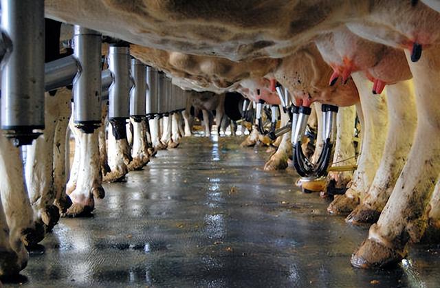 奶牛隐性乳房炎的发病原因及有效防治