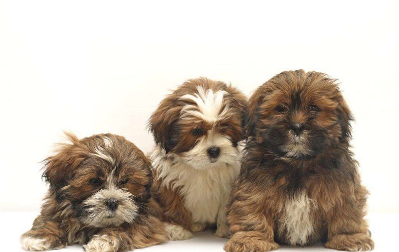 拉萨犬的外形特征